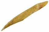 Fossil Shark (Hybodus) Dorsal Spine - Kem Kem Beds, Morocco #353139-1